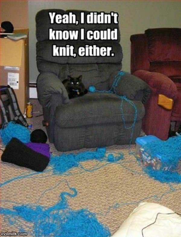 Knitting Cat