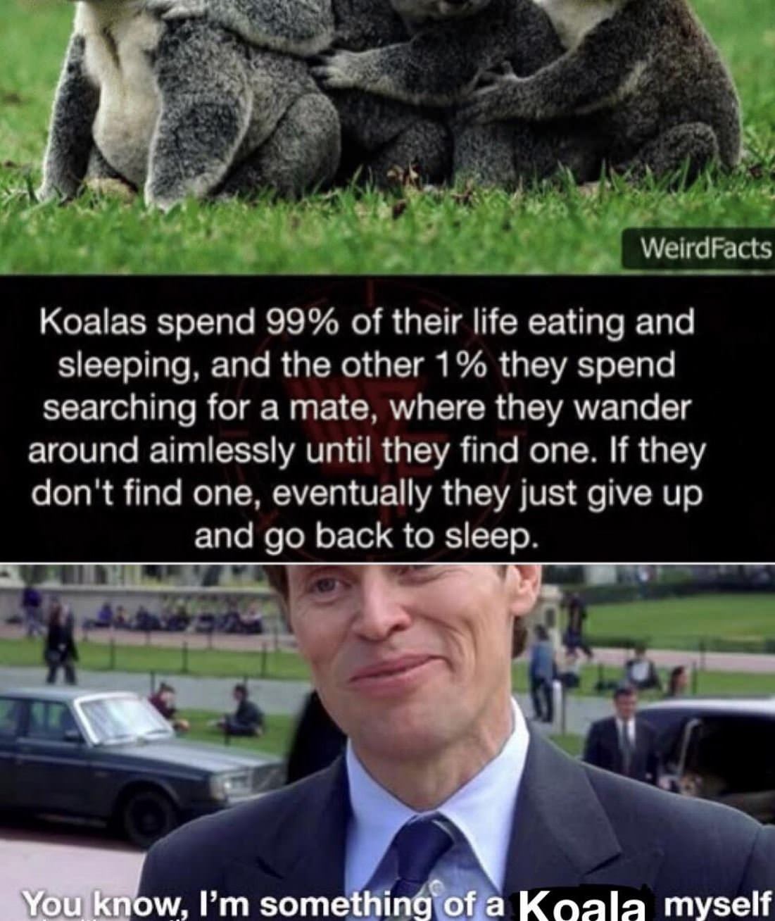 Koala