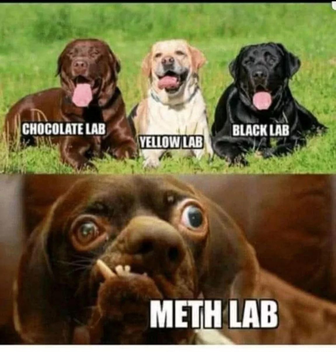 Labs