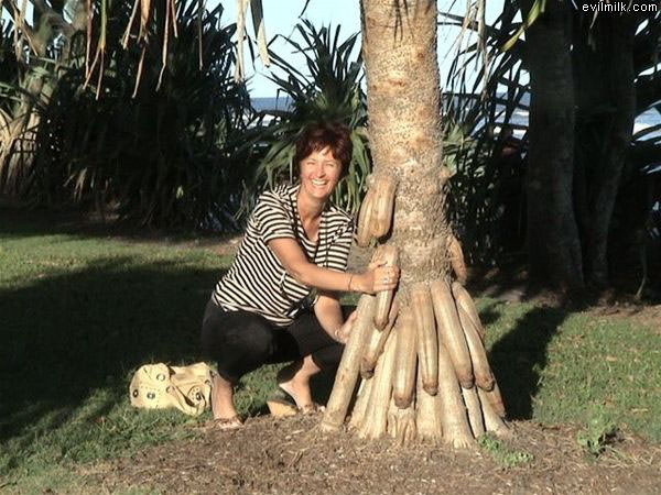 Ladies Love This Tree