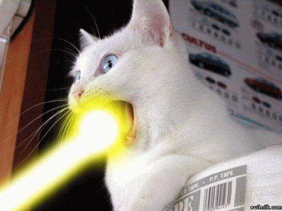 Laser Cat