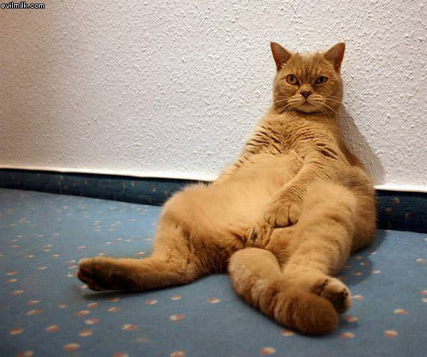 Lazy Cat