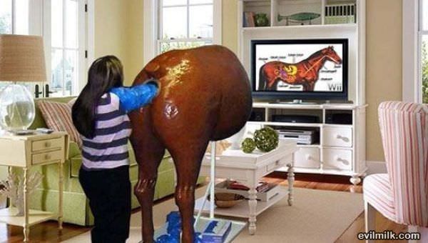 Learn About Horses