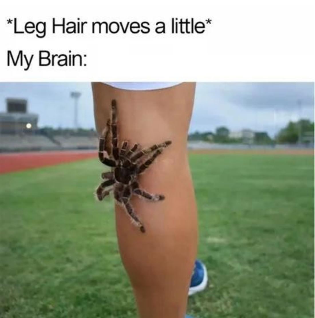 Leg Hair