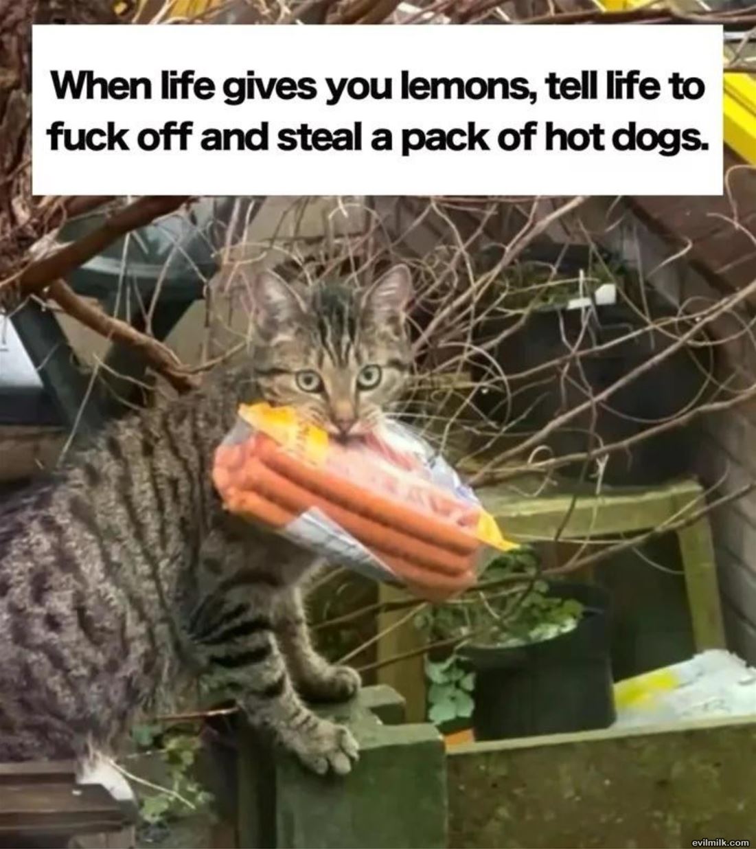 Lemons Huh