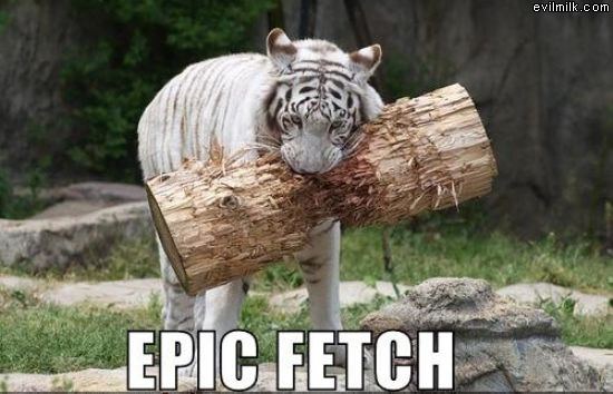 Lets Playu Fetch