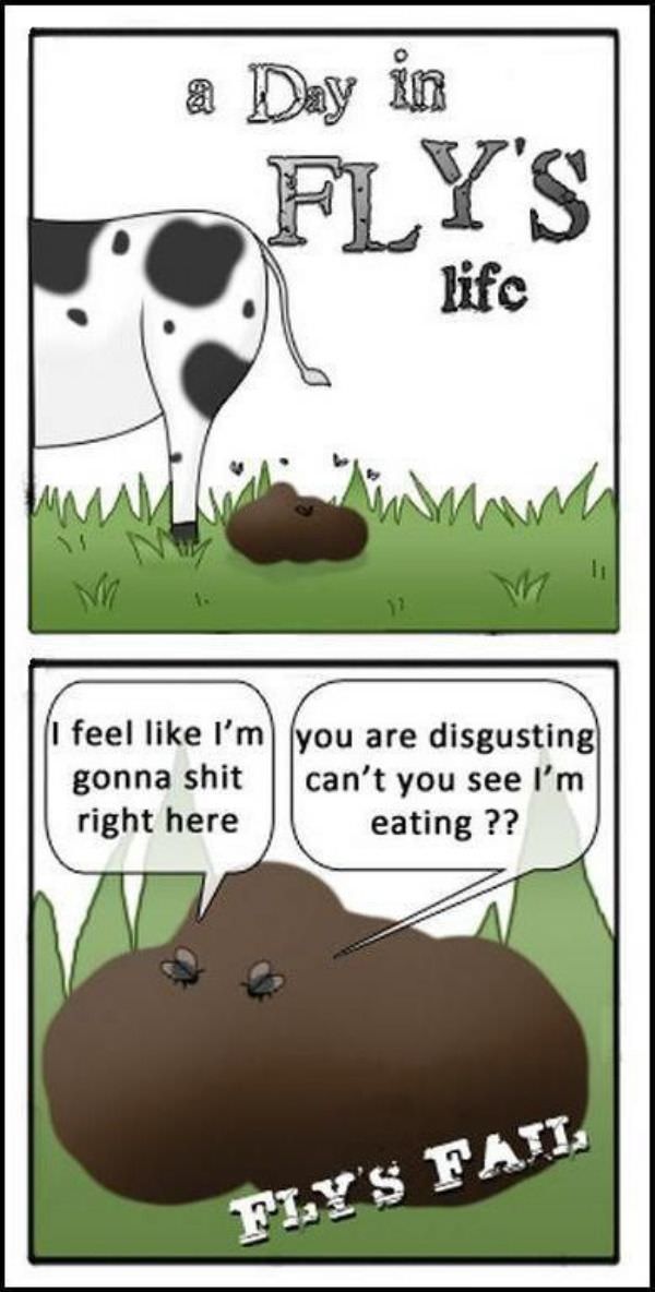 Life Of A Fly