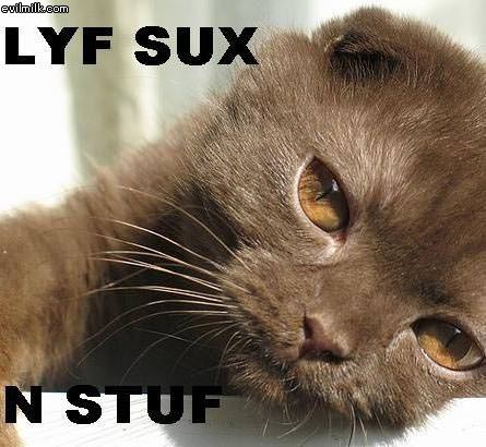 Life Sucks Cat