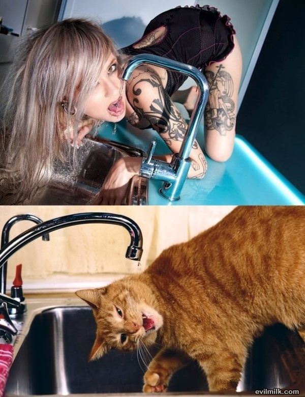 Like A Cat