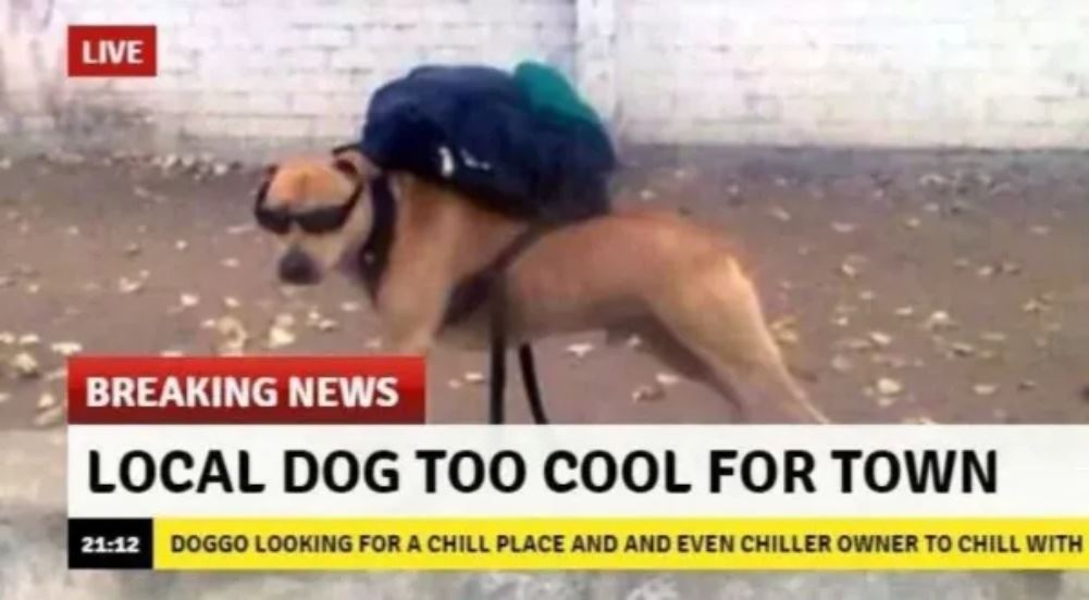 Local Dog