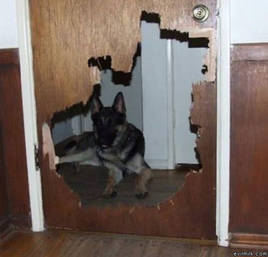 Locked Up German Shepard