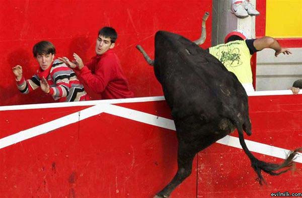 Look A Bull