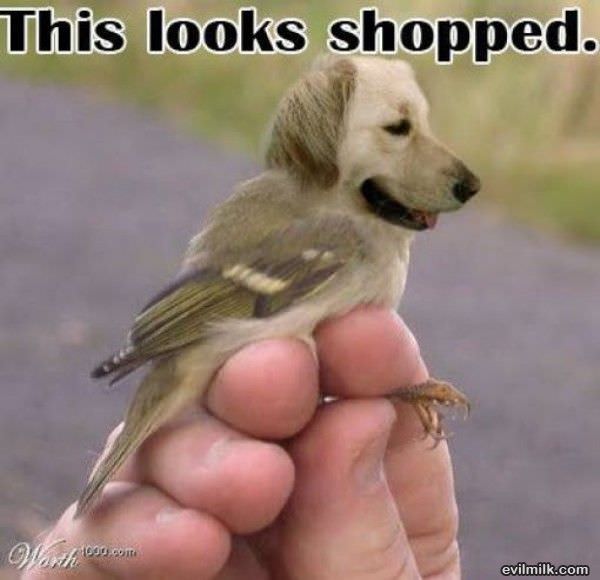 Looks Shopped