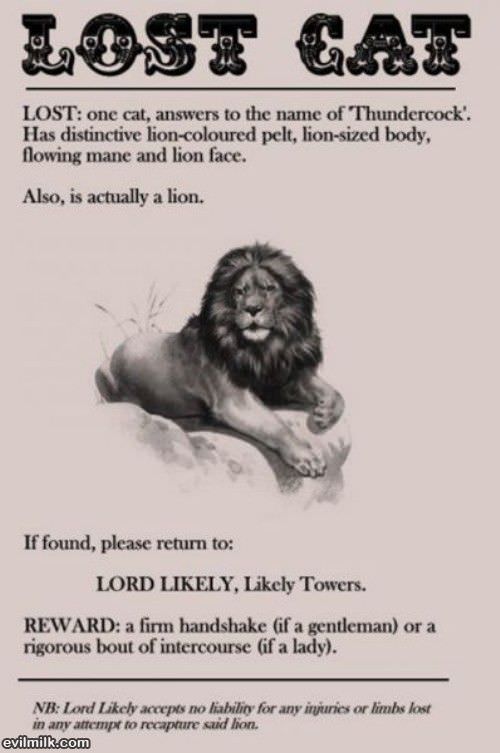 Lost Cat