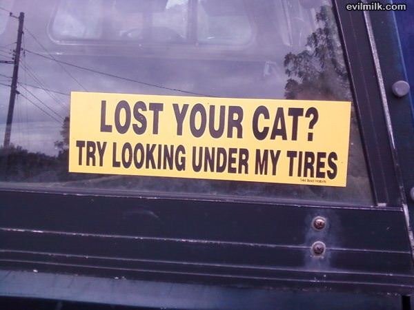 Lost Cat