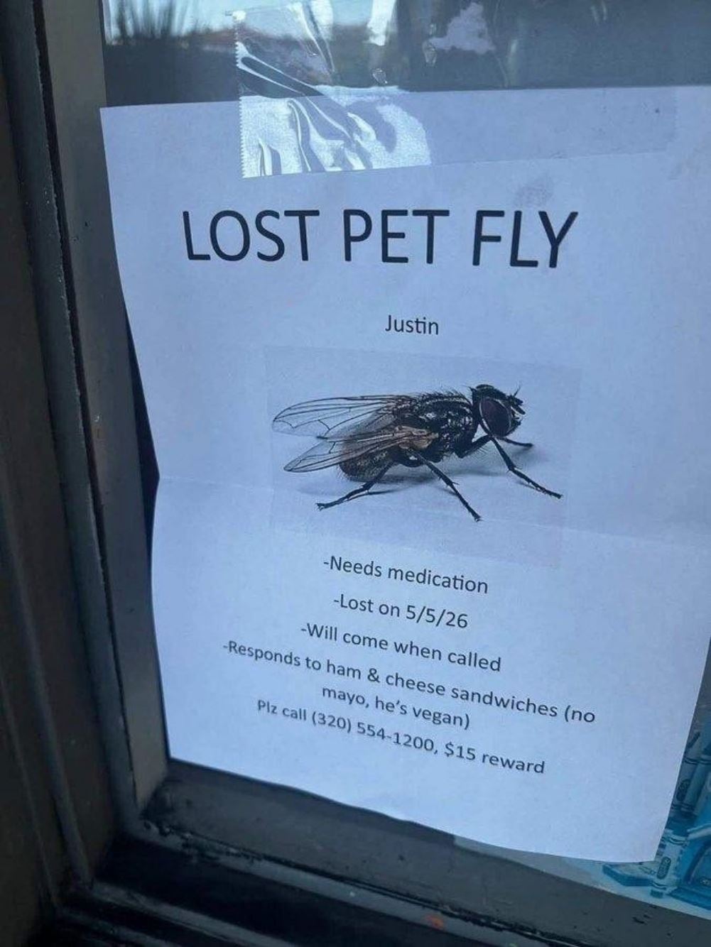 Lost Pet