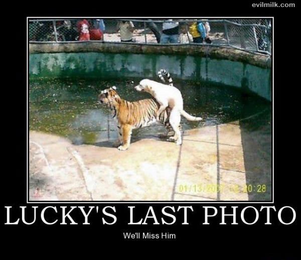 Luckys Last Photo