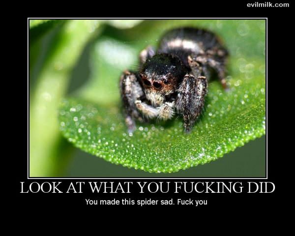 Made The Spider Sad