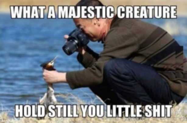 Magnificent