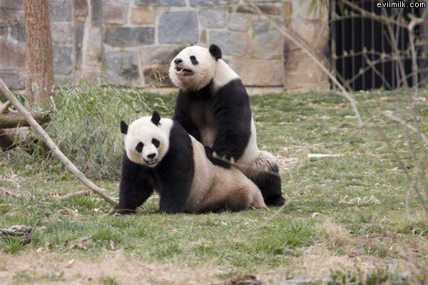 Making Pandas
