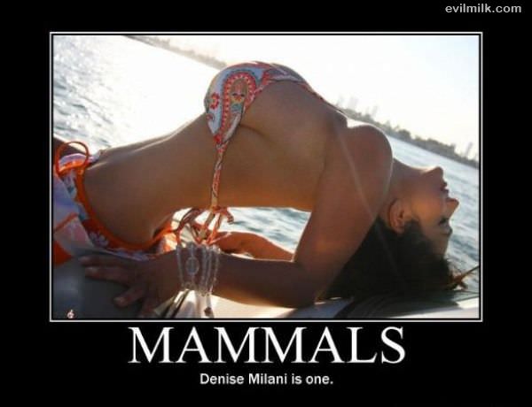 Mammals