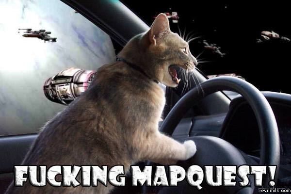 Mapquest Cat