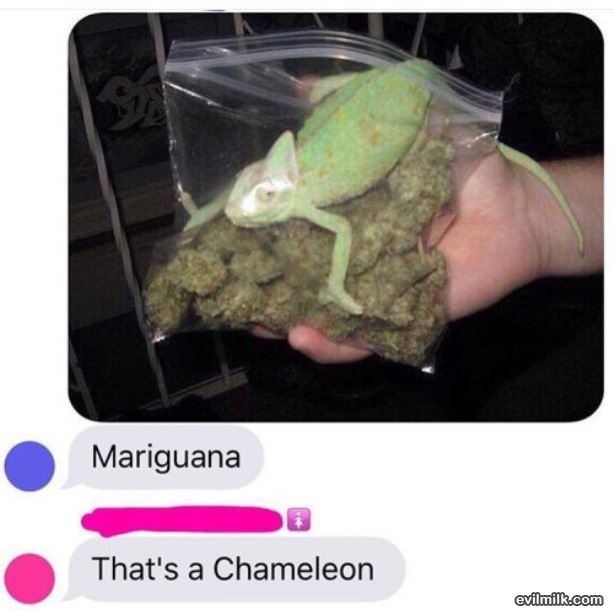 Mariguana