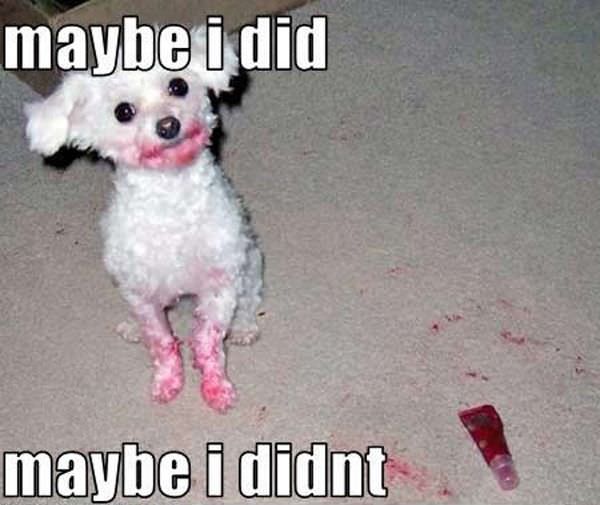 Maybe I Did
