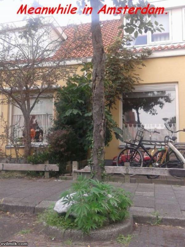 Meanwhile In Amsterdam