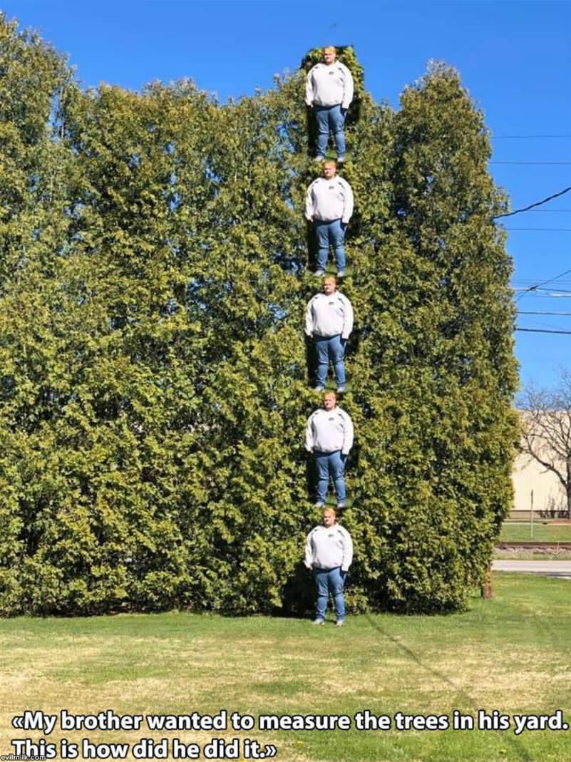 Measuring The Trees