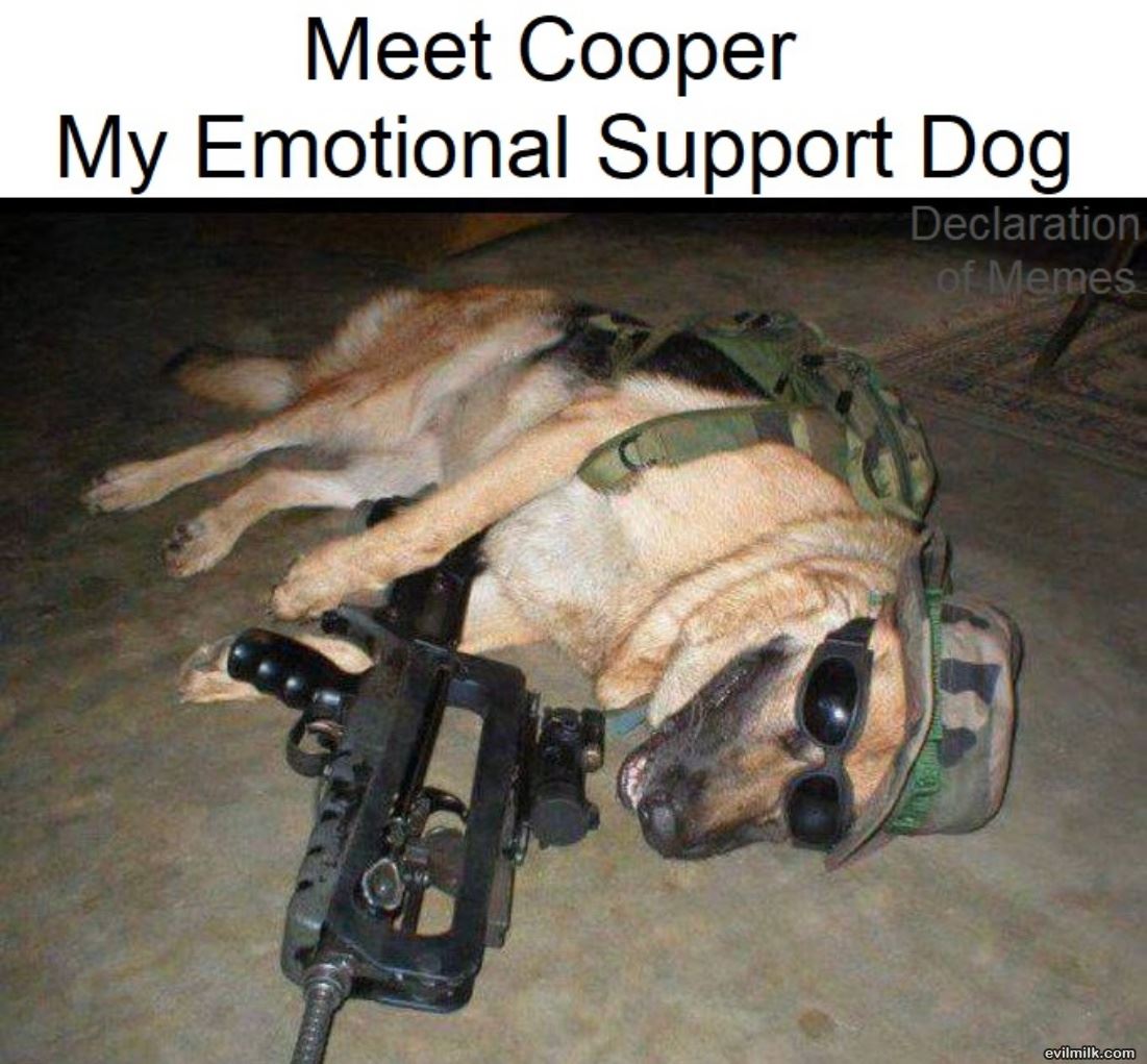 Meet Cooper