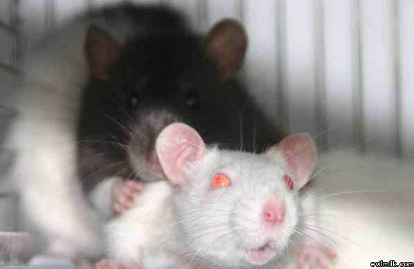 Mice Sexy Time