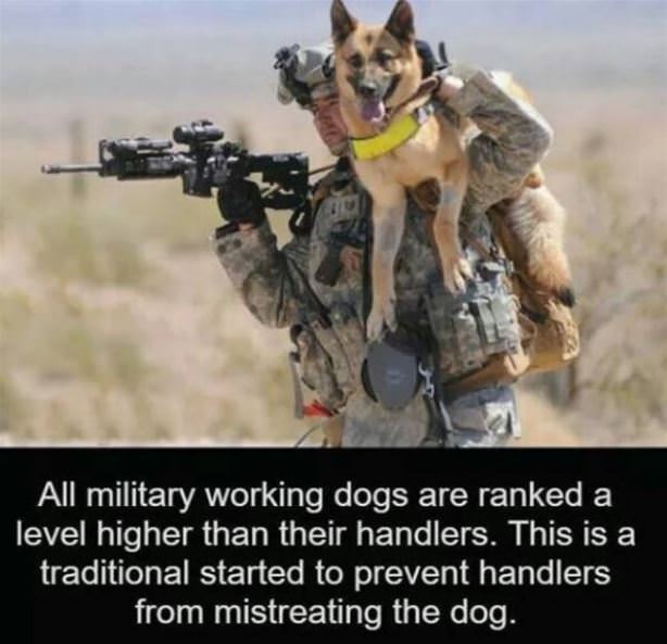 Military Dogs