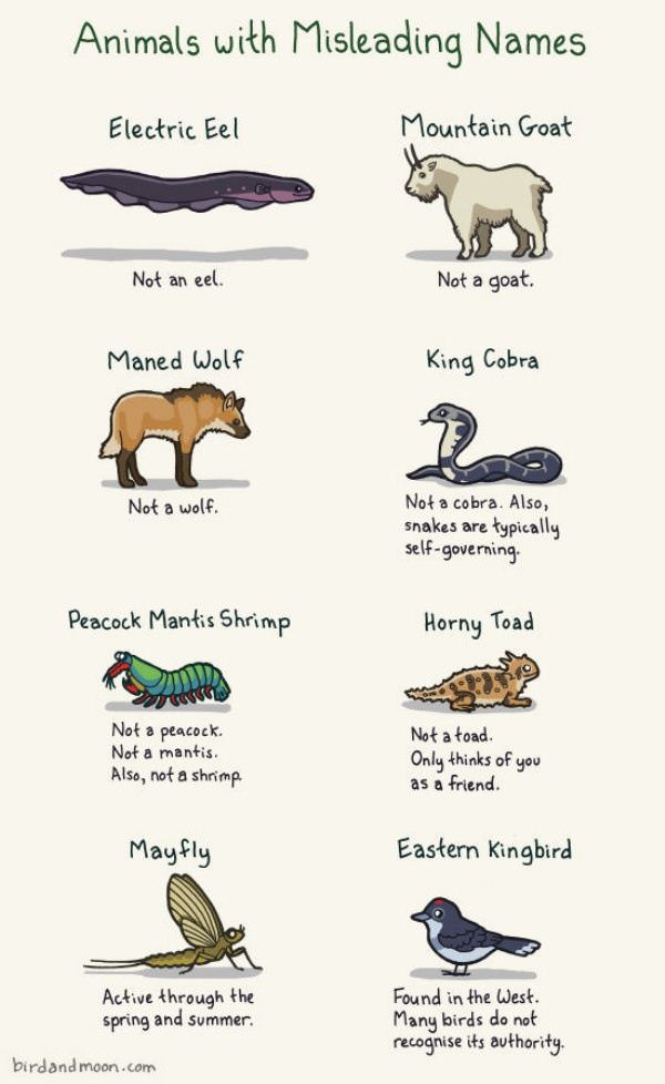 Misleading Names