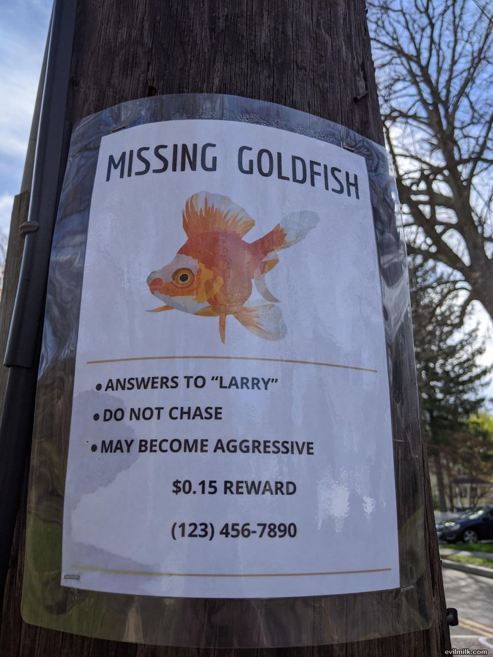 Missing Goldfish