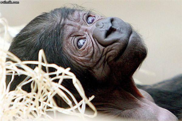 Monkey Face