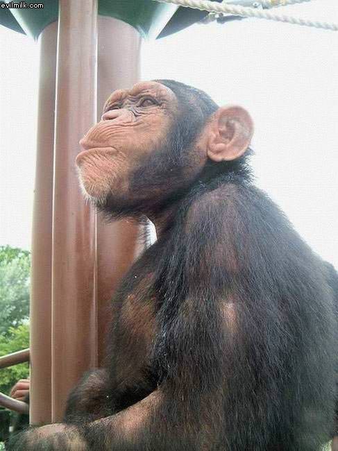 Monkey Faces