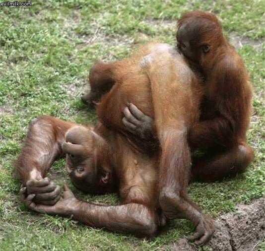 Monkey Love