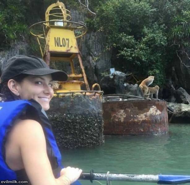 Monkey Love
