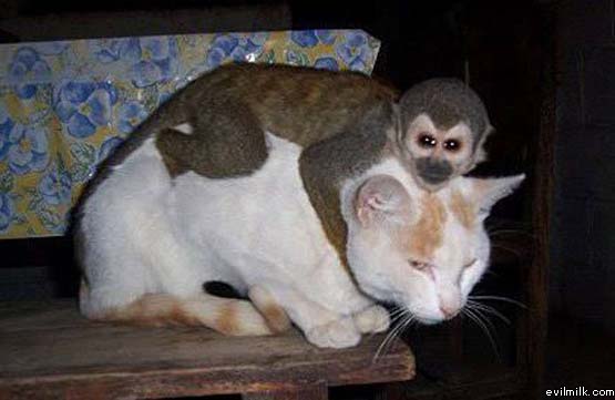 Monkey Loves Cat