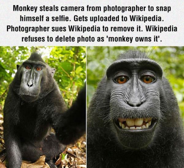 Monkey Pic