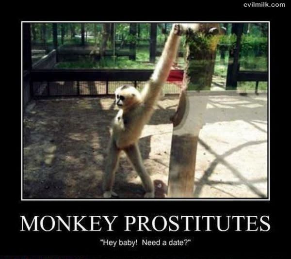 Monkey Prostitutes