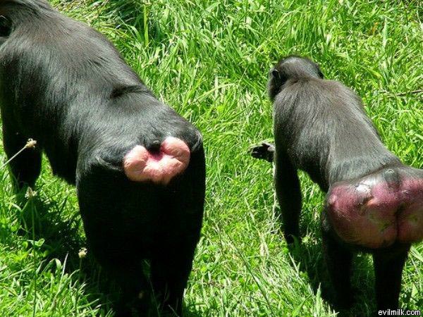 Monkeys Are Funny