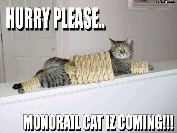 Monorail Cat Is Coming