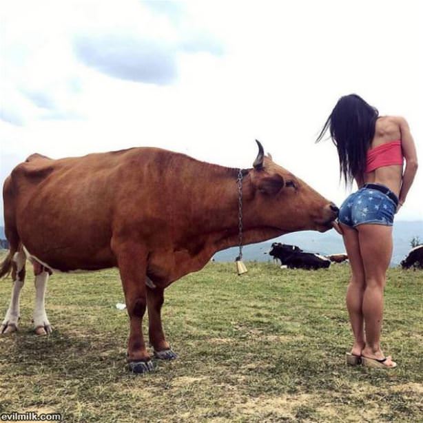 Moooooo