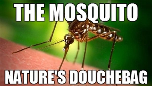 Mosquito