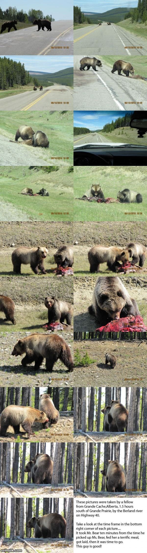 Mr And Mrs Bear