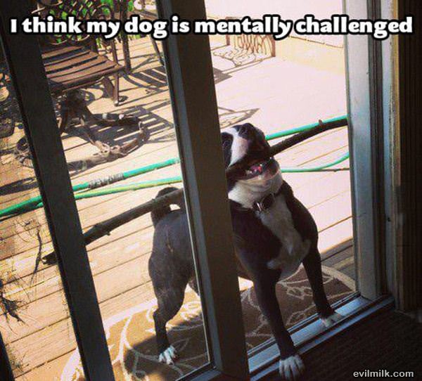 My Dog