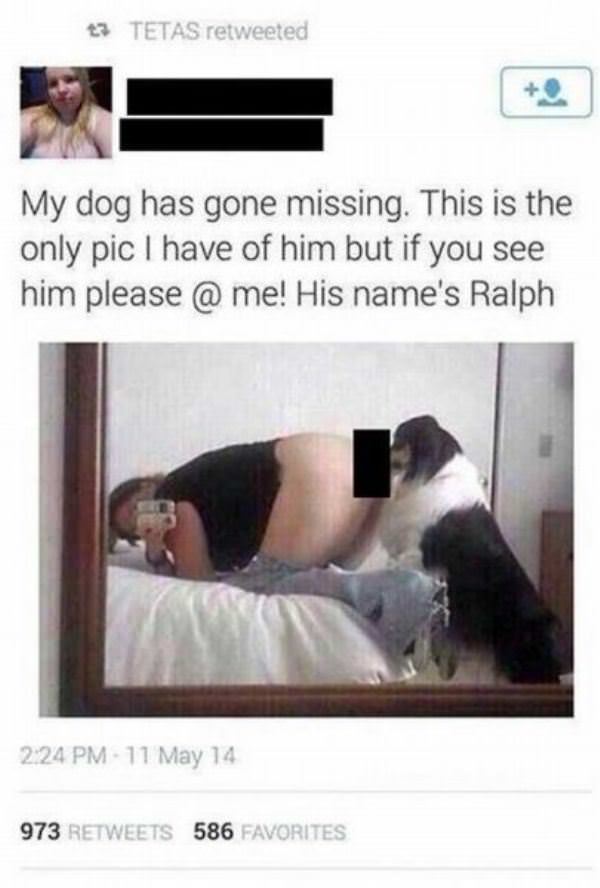 My Dog Is Missing