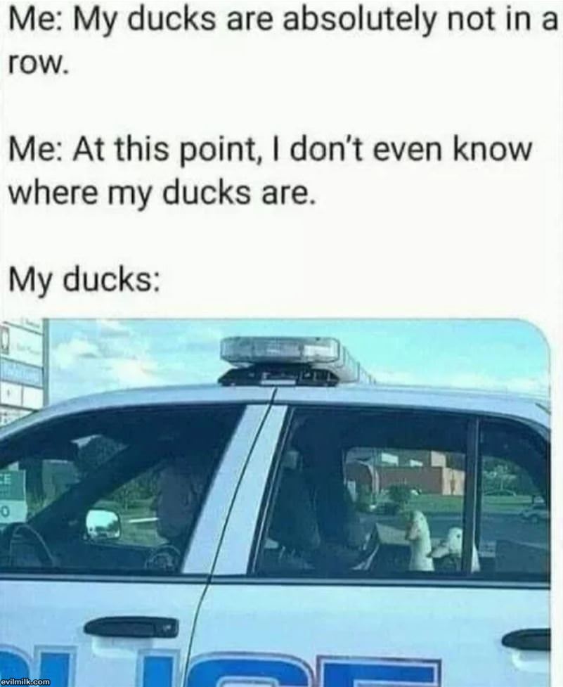 My Ducks